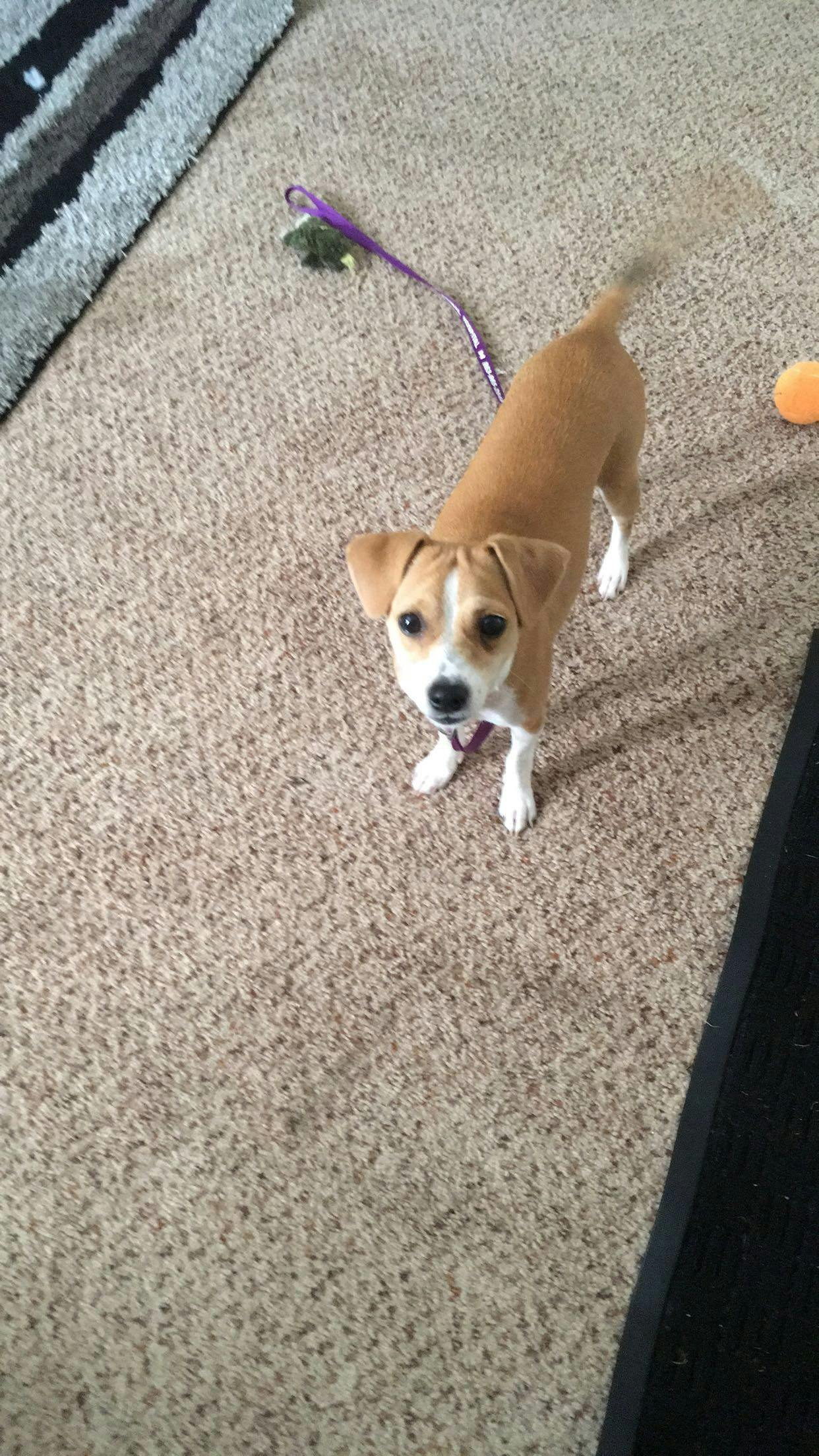 Heres Patch The Puppy 2 Teachers Book